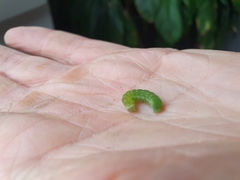 Phlogophora meticulosa