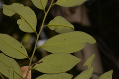 Diospyros australis