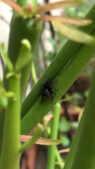 Phidippus audax