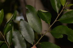 Diospyros australis