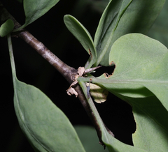 Lycium boerhaviifolium