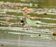 Hydrophasianus chirurgus