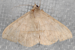 Anticarsia gemmatalis