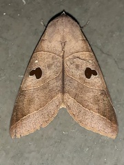 Thyas coronata