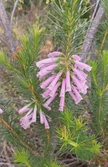 Erica verticillata