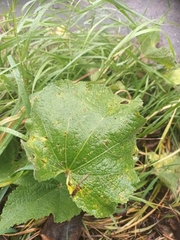 Alcea rosea