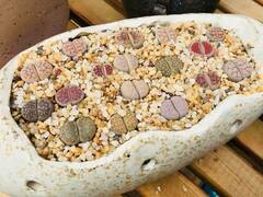 Lithops
