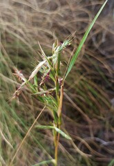 Cymbopogon pospischilii
