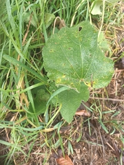Alcea rosea