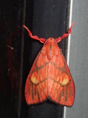 Sarbine flavodiscalis