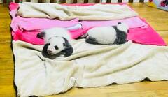 Ailuropoda melanoleuca