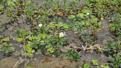 Ludwigia adscendens