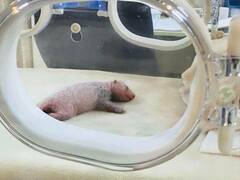 Ailuropoda melanoleuca