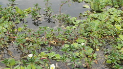 Ludwigia adscendens