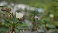 Ludwigia adscendens