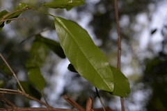 Croton verreauxii