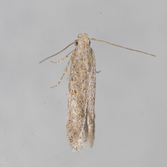 Scrobipalpa