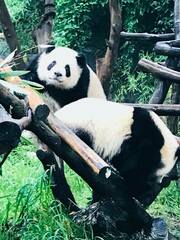 Ailuropoda melanoleuca