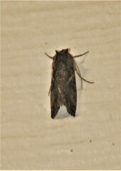 Ctenoplusia oxygramma