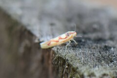 Zygina flammigera