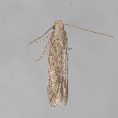 Scrobipalpa