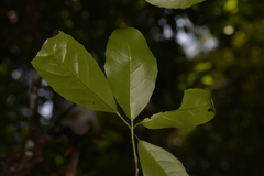 Croton verreauxii