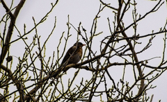 Turdus pilaris