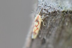 Zygina flammigera