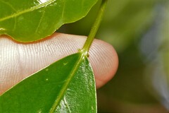 Croton verreauxii