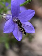 Melangyna viridiceps