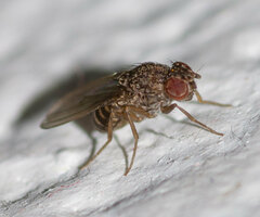 Drosophila repleta