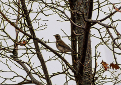 Turdus pilaris