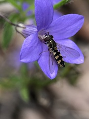 Melangyna viridiceps