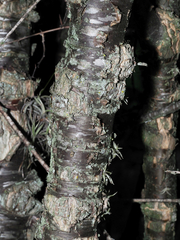 Lycium boerhaviifolium