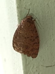 Olepa ricini