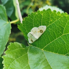 Problepsis eucircota