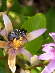 Oxythyrea marginalis