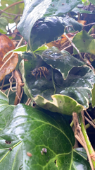 Vespula vulgaris