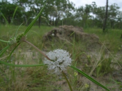 Spermacoce stenophylla