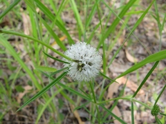 Spermacoce stenophylla