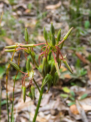 Sowerbaea laxiflora