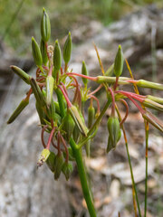 Sowerbaea laxiflora
