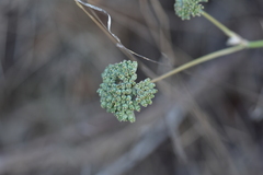 Cyathoselinum tomentosum