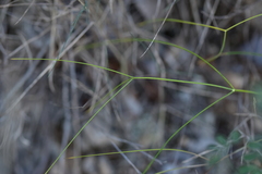 Cyathoselinum tomentosum