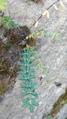 Pellaea ternifolia