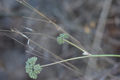 Cyathoselinum tomentosum