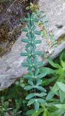 Pellaea ternifolia