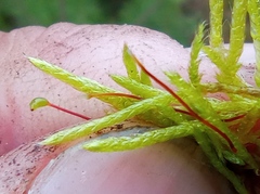 Brachythecium albicans