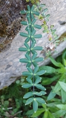 Pellaea ternifolia
