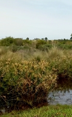 Cyperus textilis